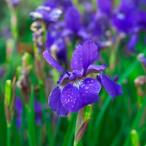Iris Sibirica 'Caesar's Brother' - Image 2