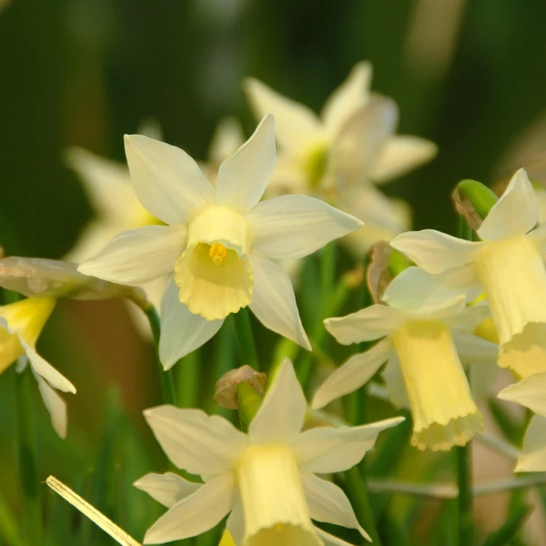 Award-winning Miniature Daffodils - Image 5