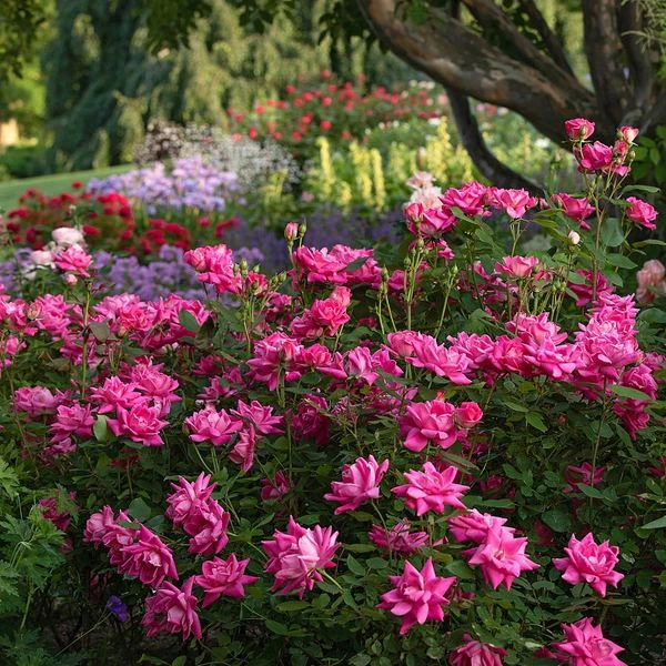 Rose Pink Double Knock Out® - Image 2