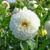 Dahlia 'Boom Boom White'