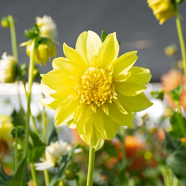 Dahlia 'Hollyhill Lemon Ice' - Image 2