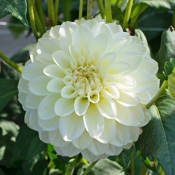 Dahlia 'Caramel Antique' - Image 2