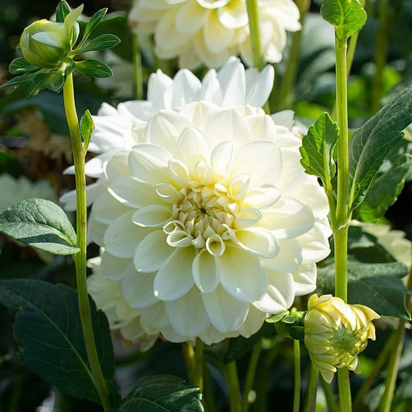 Dahlia 'Caramel Antique' - Image 3