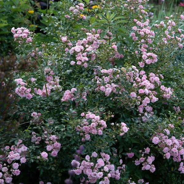 Rose 'The Fairy' - Image 4