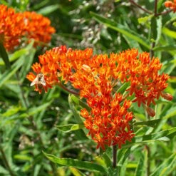 Asclepias Tuberosa