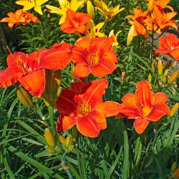 Hemerocallis (Daylily) 'Alabama Jubilee' - Image 4