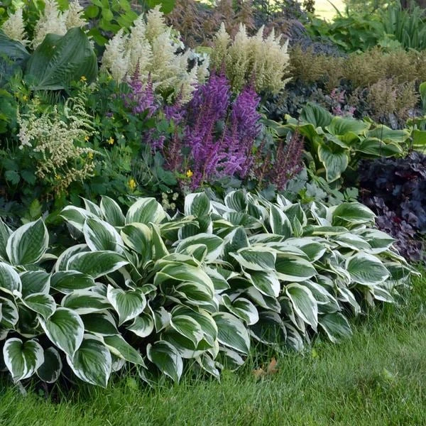 Hosta 'Patriot' - Image 2