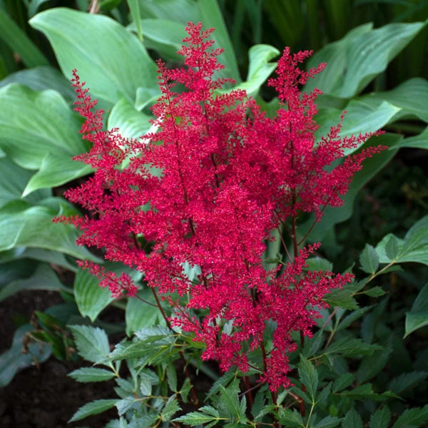 Astilbe 'Montgomery' - Image 2