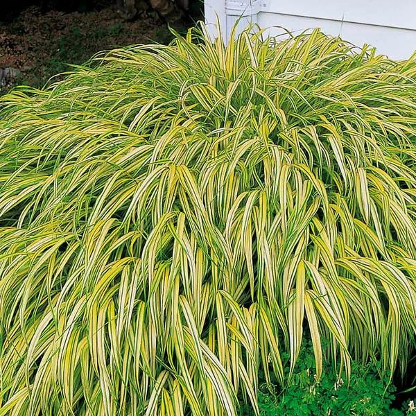 Ornamental Grass: Hakonechloa Macra 'Aureola' - Image 5