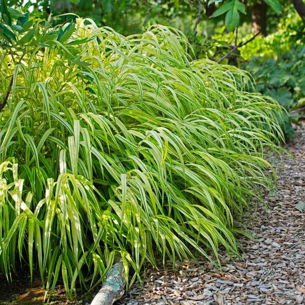 Ornamental Grass: Hakonechloa Macra 'Aureola'