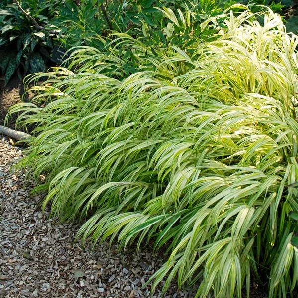 Ornamental Grass: Hakonechloa Macra 'Aureola' - Image 2