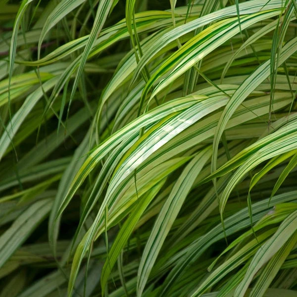 Ornamental Grass: Hakonechloa Macra 'Aureola' - Image 3