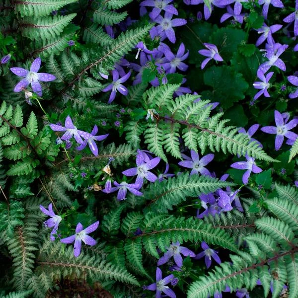 Campanula Poscharskyana 'Blue Gown' - Image 3