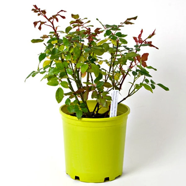 Rose Bonica® - Image 6