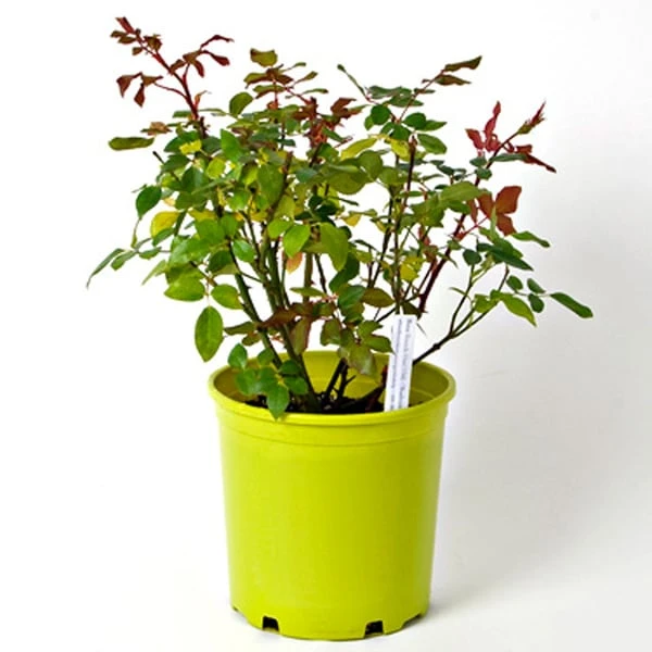 Rose Easy Elegance® Yellow Submarine - Image 6