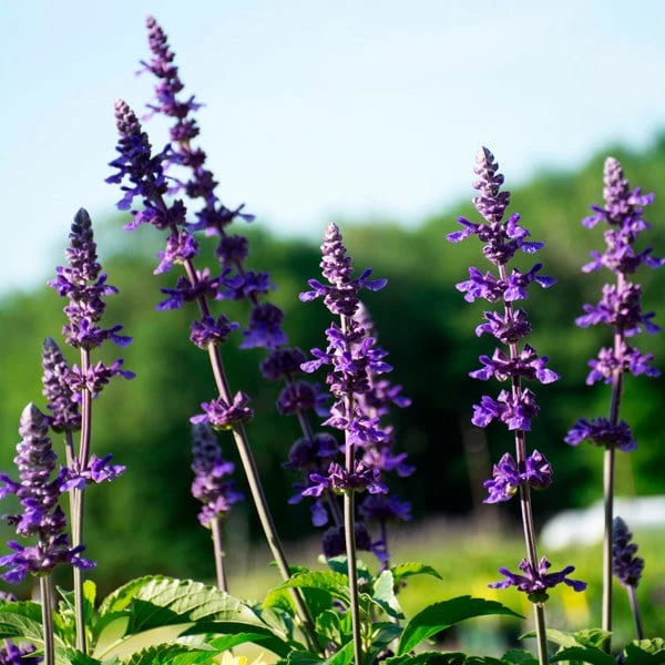 Sun & Sky Annual Collection - Image 2