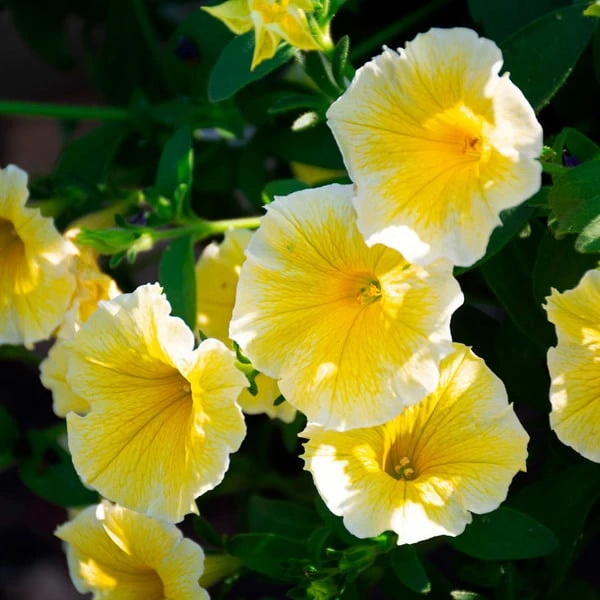 Sun & Sky Annual Collection - Image 3