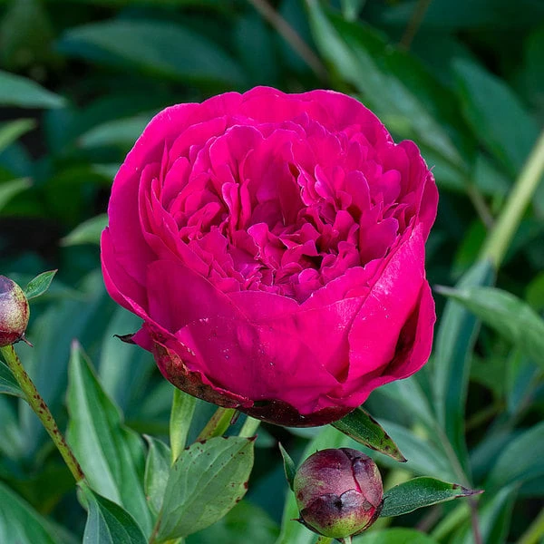 Peony 'Kansas' - Image 3