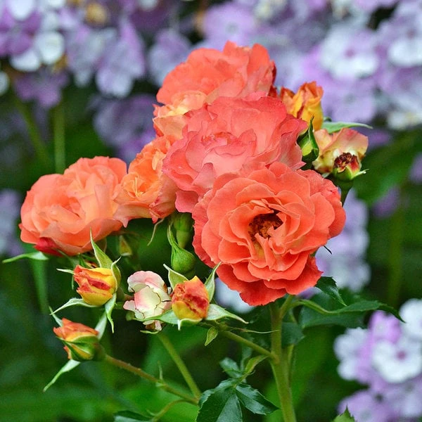 Rose Easy Elegance® Coral Cove - Image 4