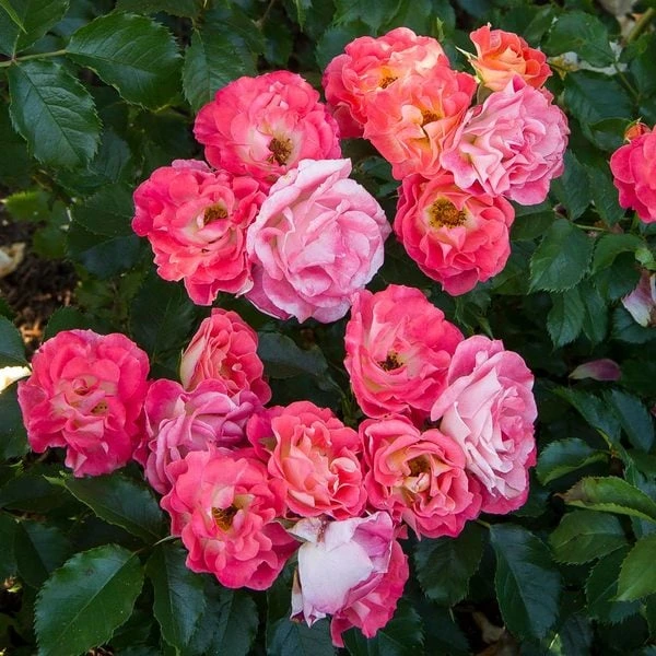 Rose Easy Elegance® Coral Cove - Image 5