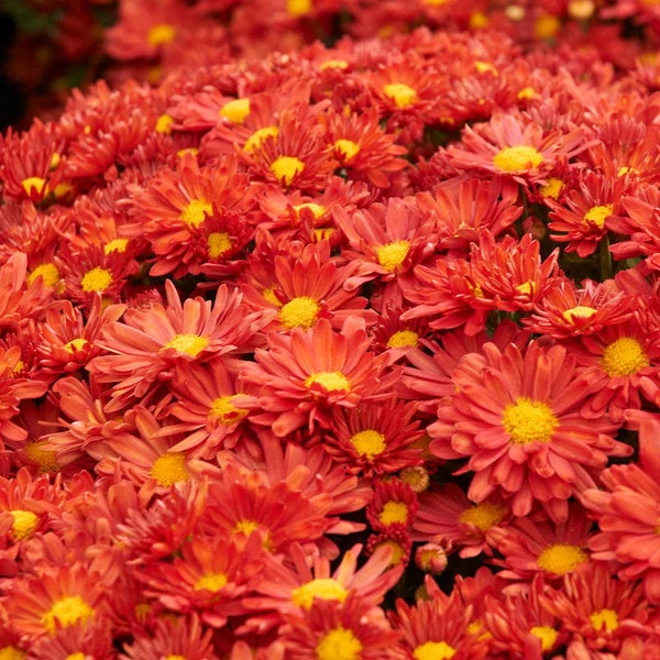 Chrysanthemum 'Pumpkin Igloo' - Image 2