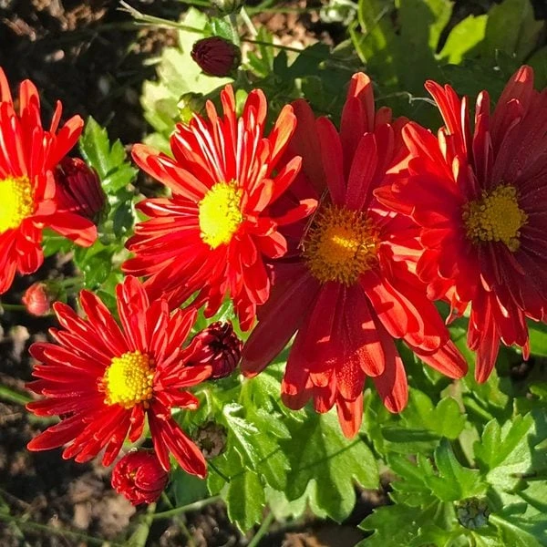 Chrysanthemum 'Pumpkin Igloo' - Image 3