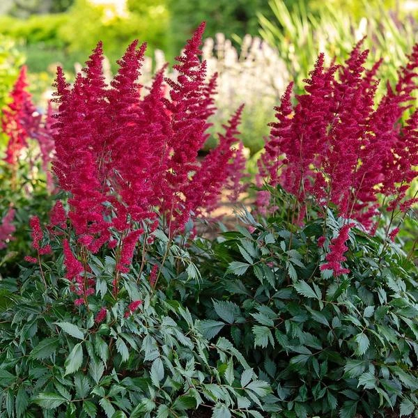 Astilbe X Arendsii 'Fanal' - Image 5