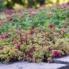 Sedum Tile® Color Splash