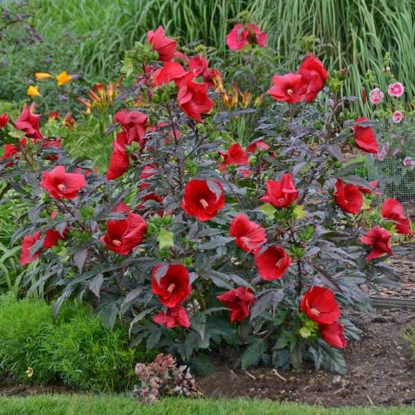 Hibiscus 'Midnight Marvel' - Image 2