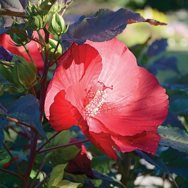 Hibiscus 'Midnight Marvel' - Image 3