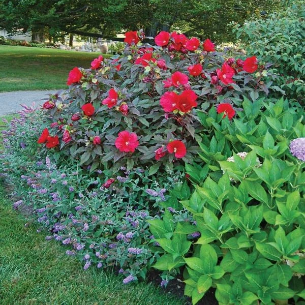 Hibiscus 'Midnight Marvel' - Image 4