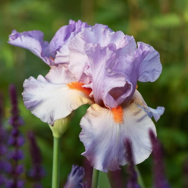 Iris Germanica 'Snappy Dresser' - Image 2