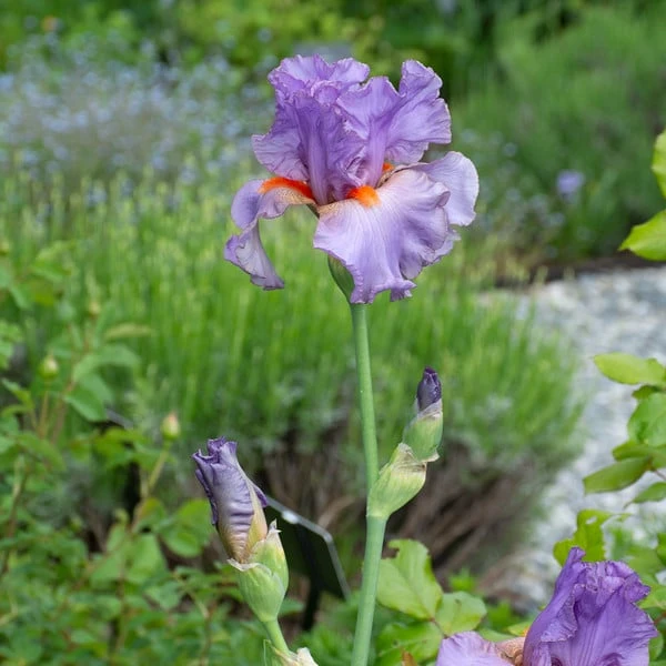 Iris Germanica 'Snappy Dresser' - Image 4