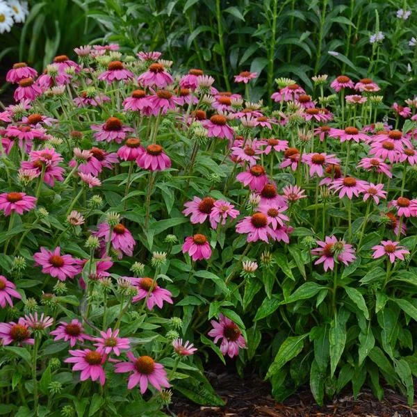 Echinacea Purpurea PowWow® Wild Berry - Image 2