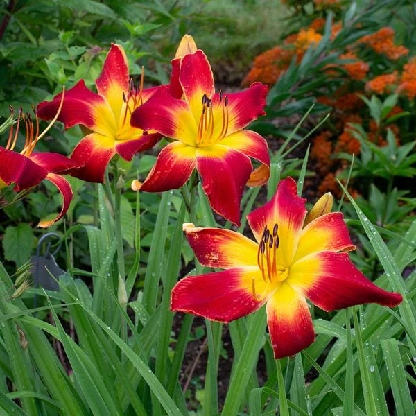 Hemerocallis (Daylily) 'All American Chief' - Image 2