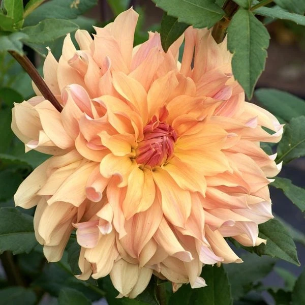 The Big Six Dahlia Collection - Image 2