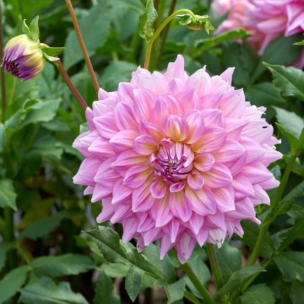 The Big Six Dahlia Collection - Image 3