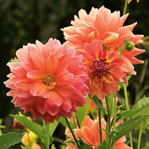 The Big Six Dahlia Collection - Image 5