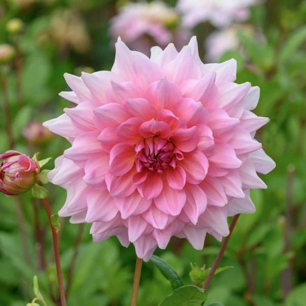The Big Six Dahlia Collection - Image 6