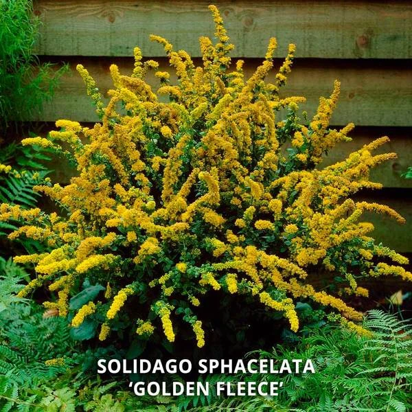 Start A Garden For Butterflies - Image 9