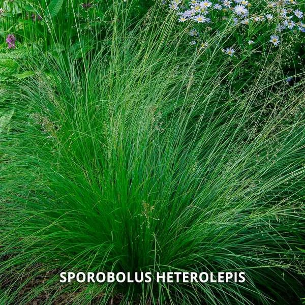 Start A Garden For Butterflies - Image 10