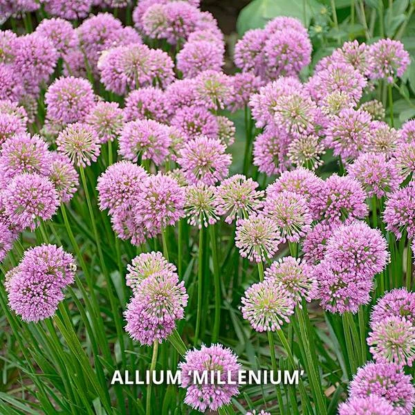 Start A Garden For Butterflies - Image 8