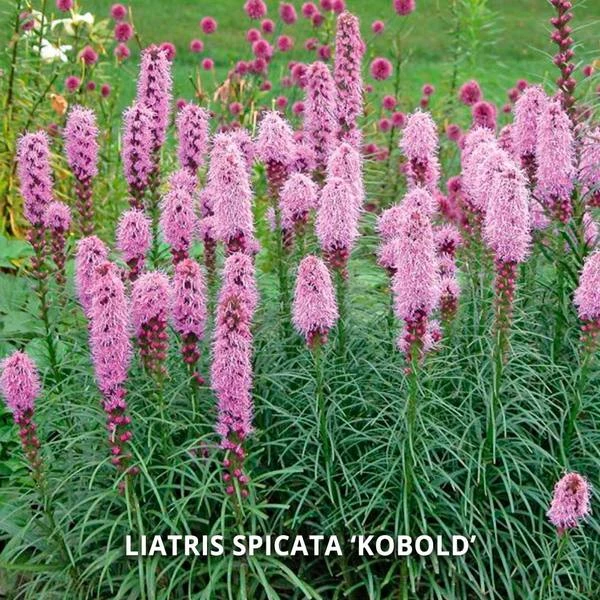 Start A Garden For Butterflies - Image 6