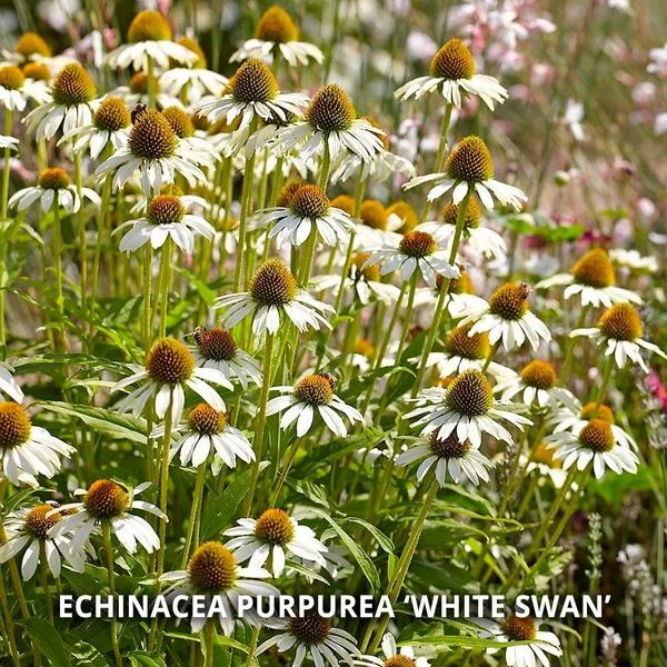 Start A Garden For Butterflies - Image 4