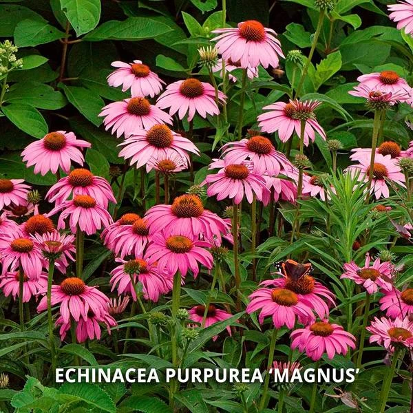 Start A Garden For Butterflies - Image 3