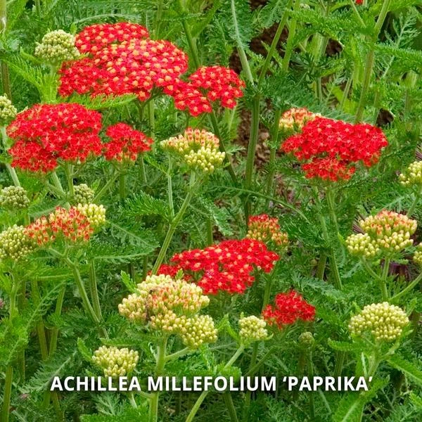 Start A Garden For Butterflies - Image 2