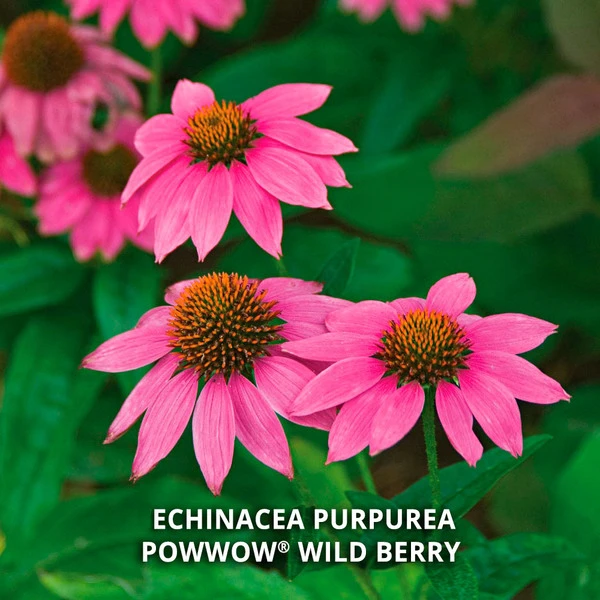 Start A Garden For Butterflies - Image 5