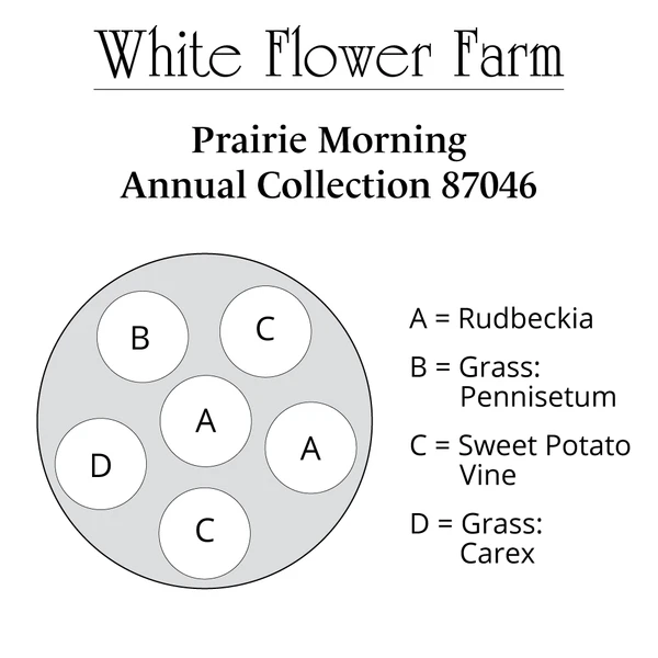 Prairie Morning Annual Collection - Image 6
