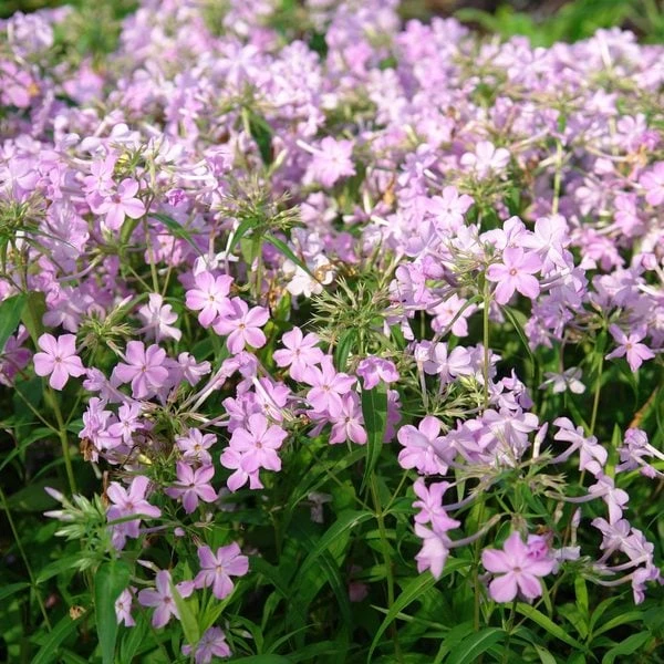 Phlox Carolina Subsp. Carolina 'Kim'