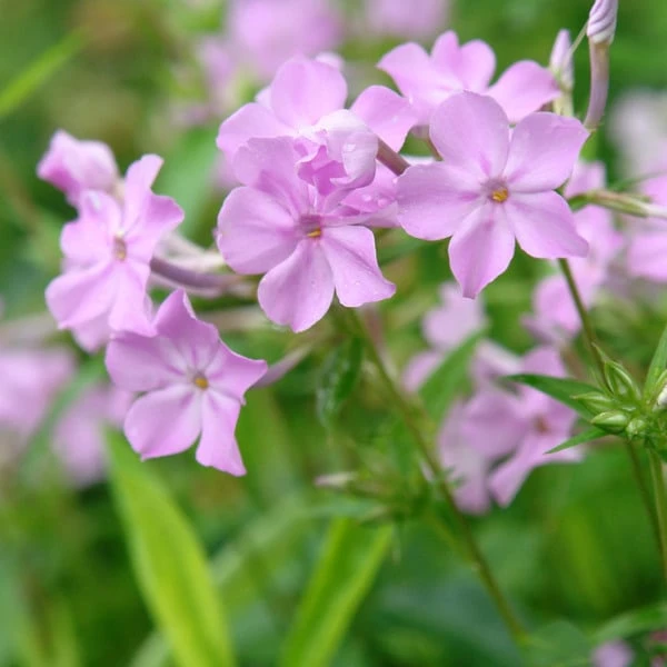 Phlox Carolina Subsp. Carolina 'Kim' - Image 2